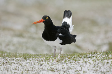 Pied oystercatcher, Haematopus longirostris