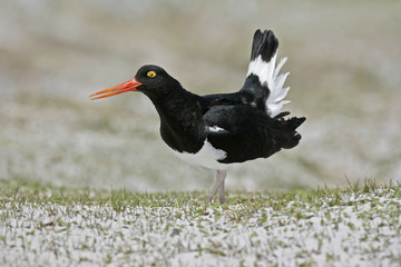 Pied oystercatcher, Haematopus longirostris