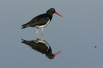 Pied oystercatcher, Haematopus longirostris