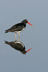 Pied oystercatcher, Haematopus longirostris