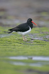 Pied oystercatcher, Haematopus longirostris