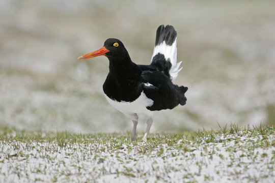 Pied Oystercatcher, Haematopus Longirostris