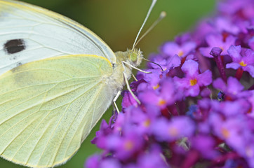 Gro&szlig;er Kohlwei&szlig;ling