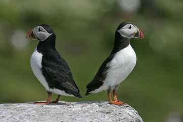 Puffin, Fratercula arctica