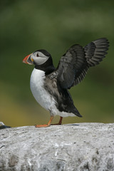 Puffin, Fratercula arctica