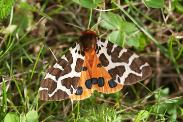 Brauner Bär