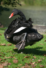 Fototapeta premium Trauerschwan