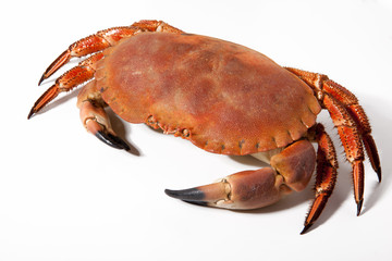 CRABE