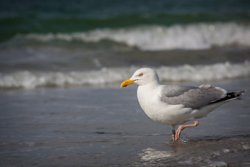 Obraz premium seagull