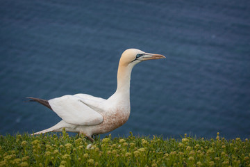 Northern Gannet