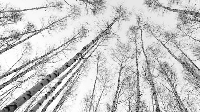 Fisheye view on to the birch tops: wind moves trunks of trees