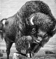 American bison © Tony Baggett