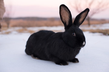 Small racy dwarf black bunny