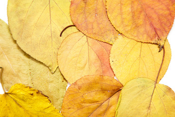 autumn leaves on a white background