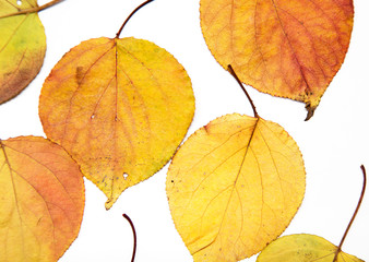 autumn leaf on a white background