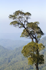 Big tree forest , northern Thailand