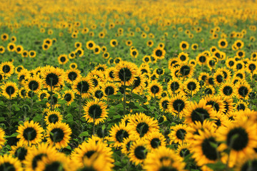 Beautiful Sunflower in the field
