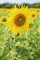 sunflower in the field