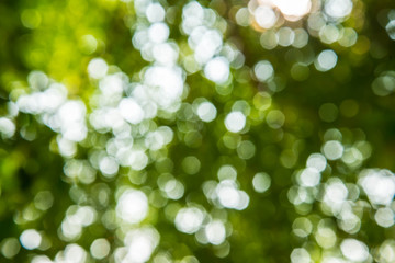 Obraz premium Green tree.