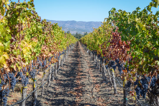 Vineyard in Autumn in Napa Valley California
