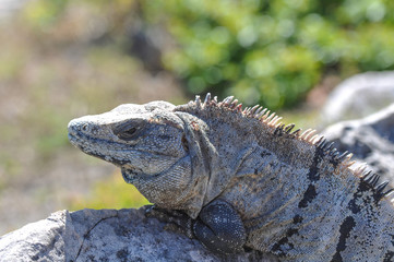 Iguana on the Rocks