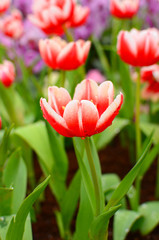 Red Tulips