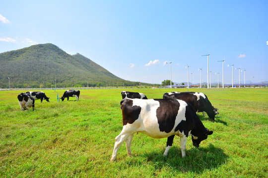 Cows on Green Fields