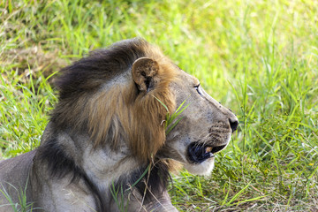 Beautiful Male Lion Close Up