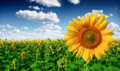 Obraz premium Sunflower and sky