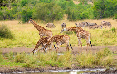 Giraffe Drinking Water - Kruger National Park