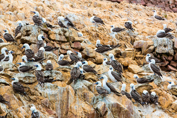Obraz premium Aquatic seabirds in Peru,South America, coast at Paracas