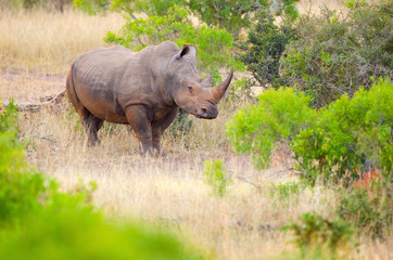 Obraz premium White Rhino Grazing. Kruger National Park