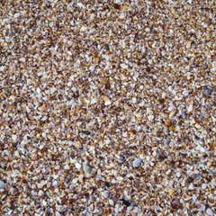 Sea shells on sand