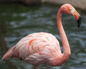 flamingo portrait