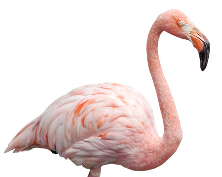 Fototapeta flamingo portrait