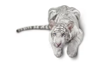 Cercles muraux Tigre small white tiger