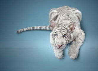 small white tiger