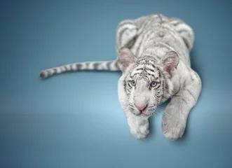 Crédence de cuisine en verre imprimé Tigre small white tiger