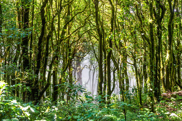 tree forest in autumn season of thailand