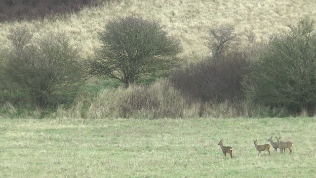 chevreuils dans la campagne