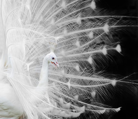 Fototapeta premium White peacock