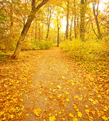 Nice autumnal scene
