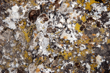 Mold