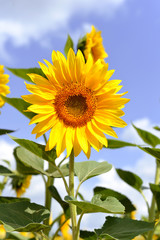 Fototapeta premium Beautiful sunflowers