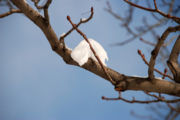 Winter landscape