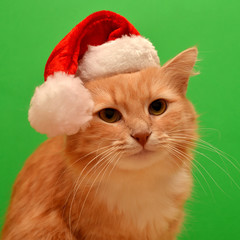 Christmas cat