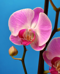 Purple orchid