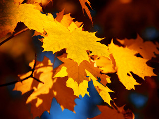 Fototapeta premium Yellow maple