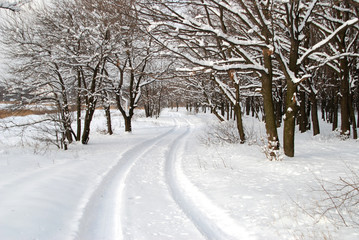 Winter landscape
