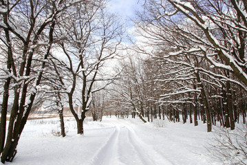 Winter landscape